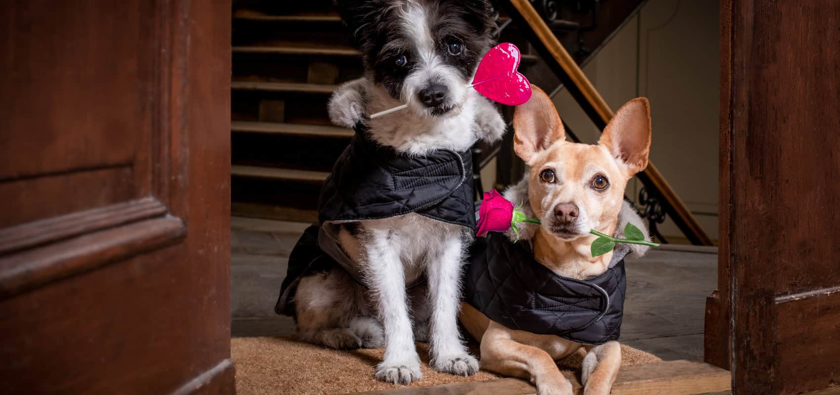 mascotas en bodas animaux de compagnie dans un mariage