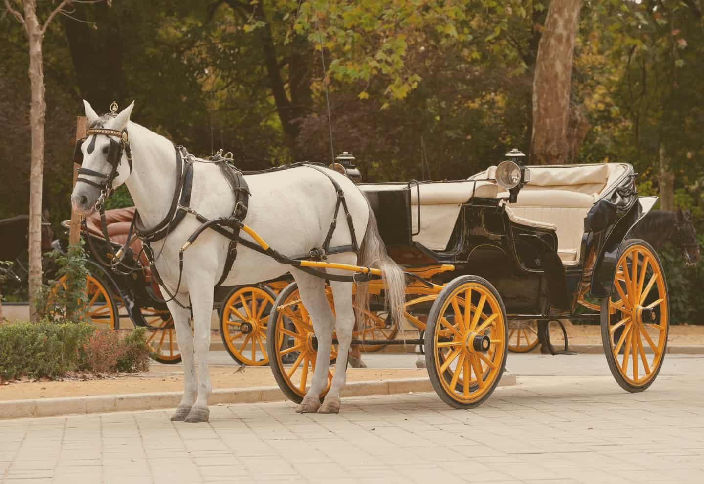 Horses in Your Wedding in Seville La Magia de los Caballos en Tu Boda en Sevilla